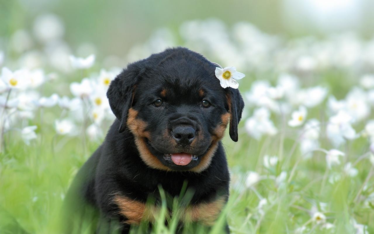 1280x800 Baby Rottweilers Wallpaper