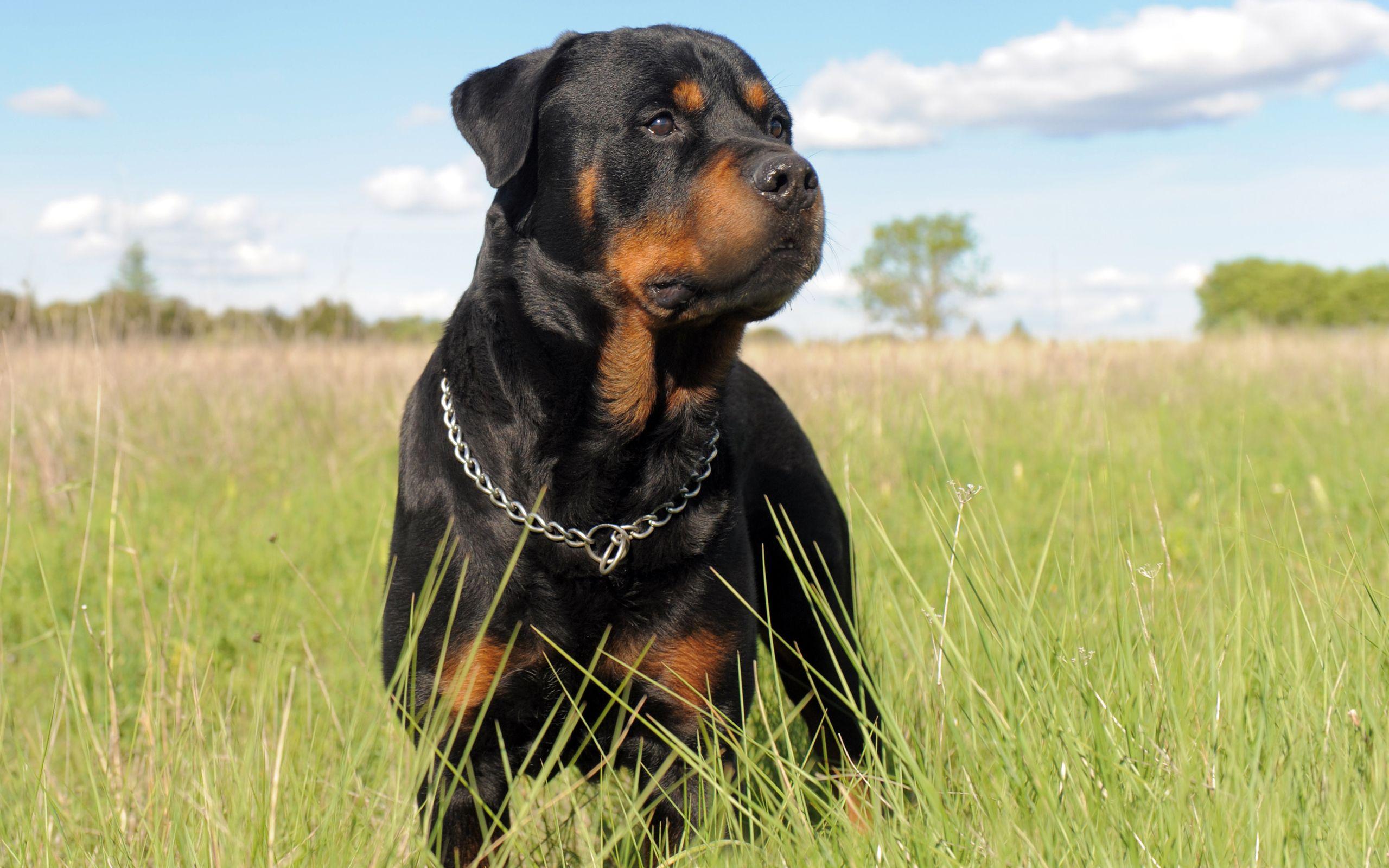 2560x1600 Rottweiler Wallpaper, Picture, Image