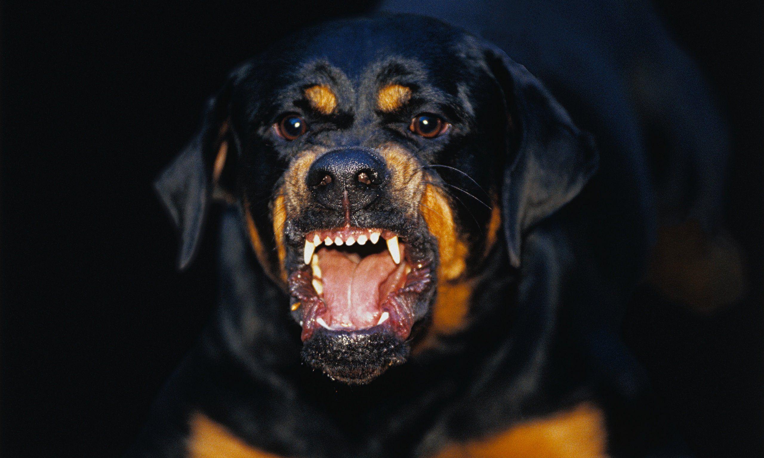 Angry Rottweiler Wallpapers Top Free Angry Rottweiler Backgrounds 