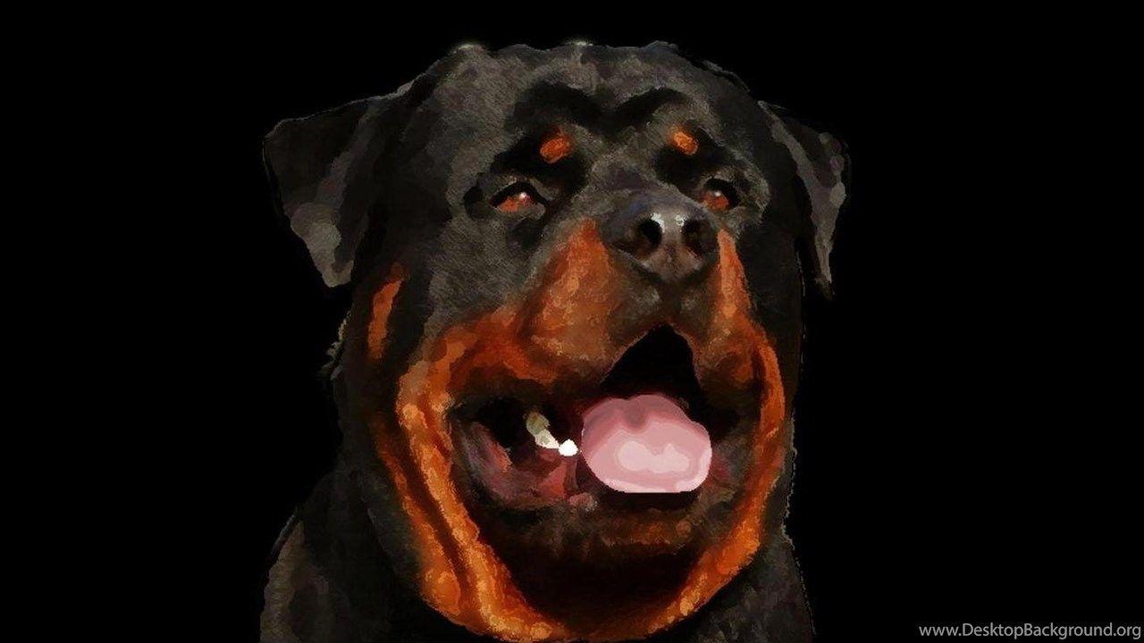 1280x720 Rottweiler Puppies Wallpaper HD 19 Free Wallpaper Hivewallpaper.com Desktop Background