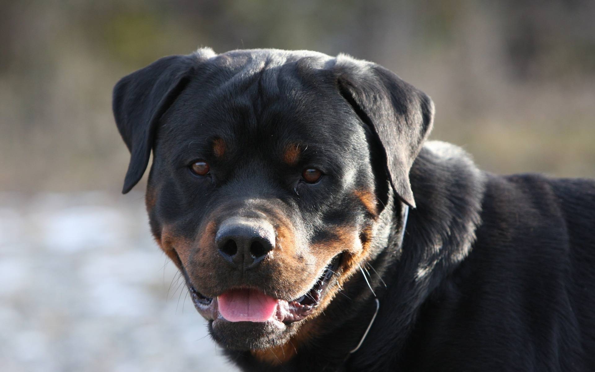 1920x1200 Free download Rottweiler Wallpaper HD 2 Dogs Wallpaper [1920x1200] for your Desktop, Mobile & Tablet. Explore Rottweiler Puppy Wallpaper. Rottweiler Wallpaper for Desktop, Rottweiler HD Wallpaper, Rottweiler Wallpaper