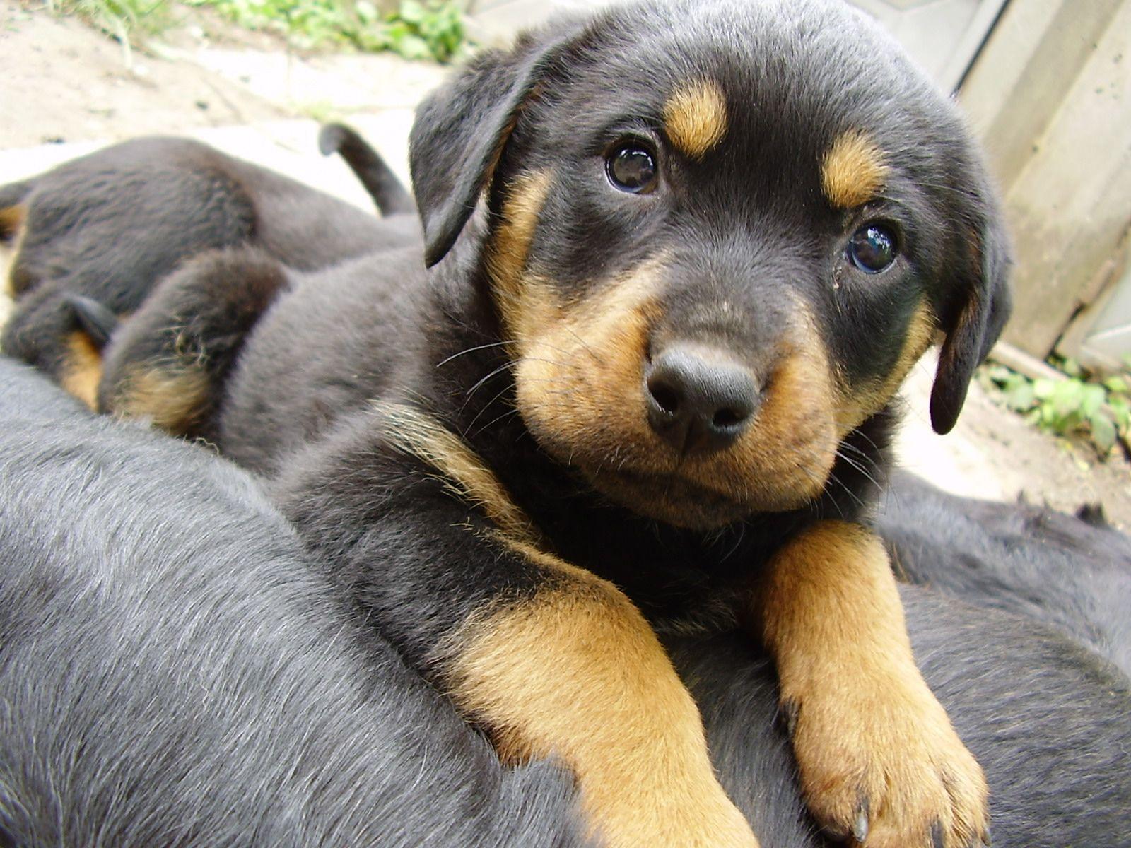 1600x1200 Desktop Wallpaper puppies Rottweiler Dogs Animals