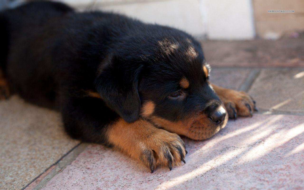 1280x800 Download 1280x800 Rottweiler Puppies Wallpaper iPad