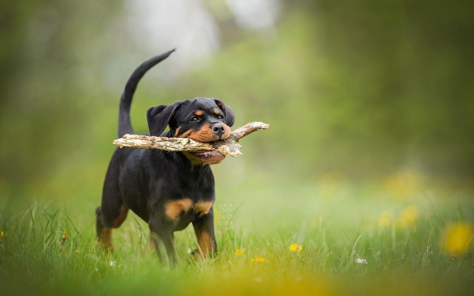 1920x1200 Download wallpaper Rottweiler, puppy, bokeh, pets, lawn, small rottweiler, dogs, cute animals, Rottweiler Dog for desktop with resolution 1920x1200. High Quality HD picture wallpaper