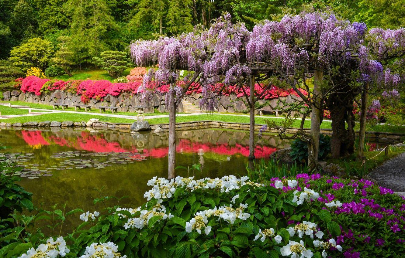 1332x850 Wallpaper pond, Seattle, Japanese garden, hydrangea, Seattle, Washington, Wisteria, Wisteria, Washington State, Seattle Japanese Garden image for desktop, section природа