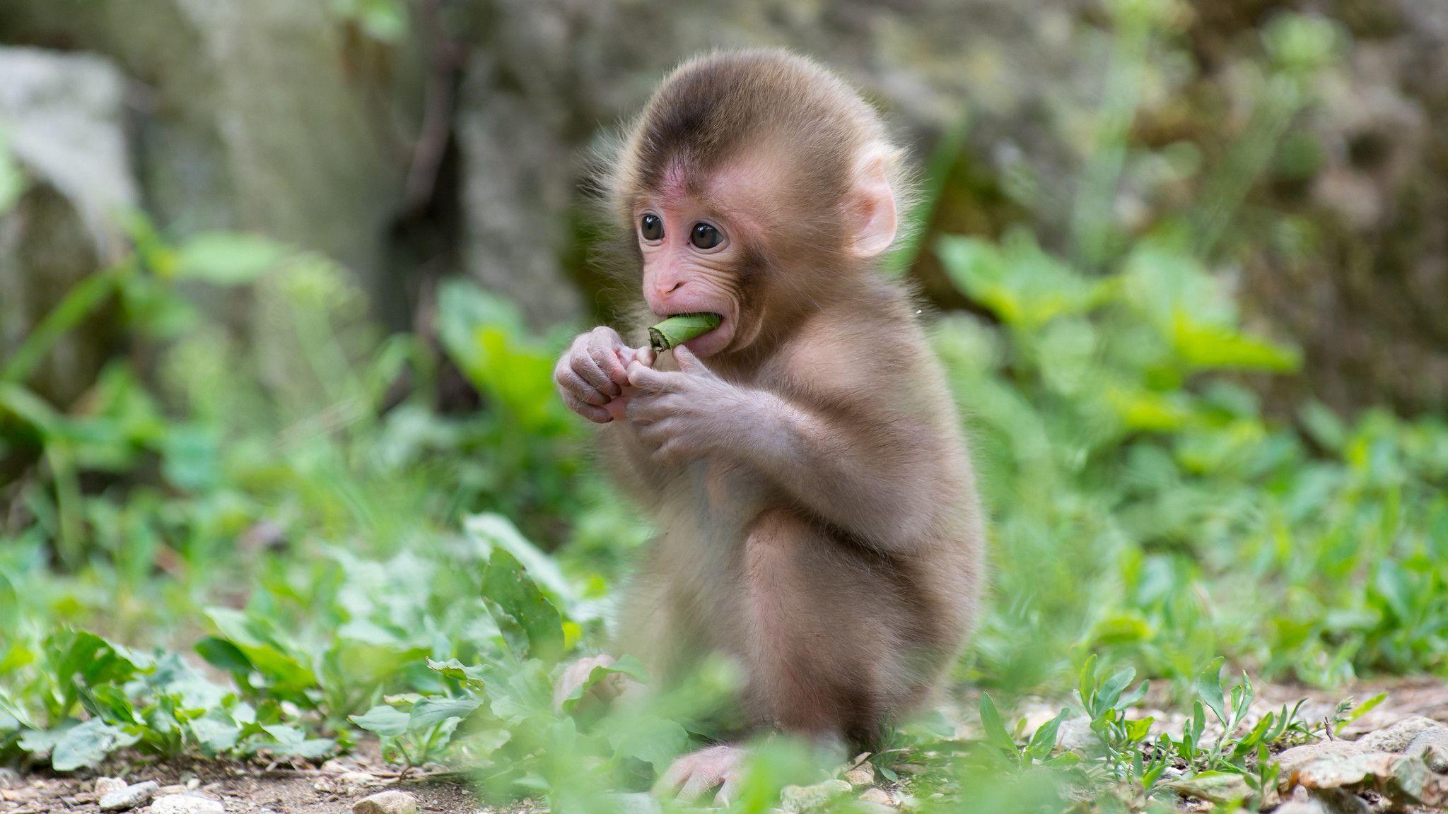 2048x1152 Cute Monkey Wallpaper