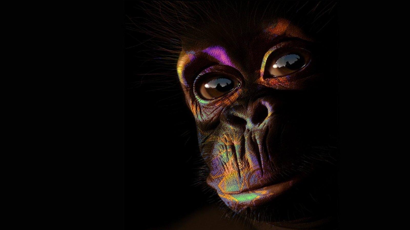 1600x900 Monkey wallpaper 1600x900 desktop background