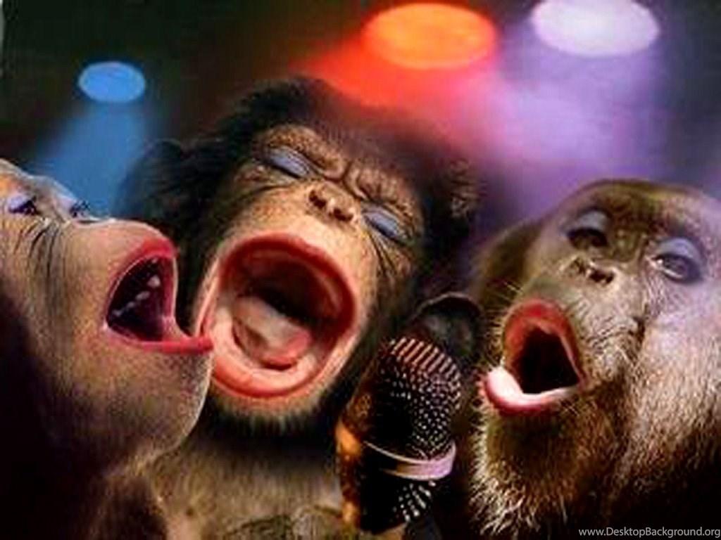 1024x768 Funny Monkey Wallpaper Desktop