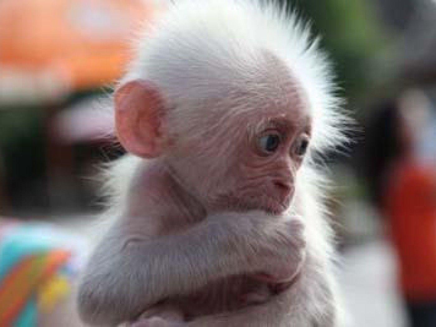 1400x1050 Cute Monkey Background