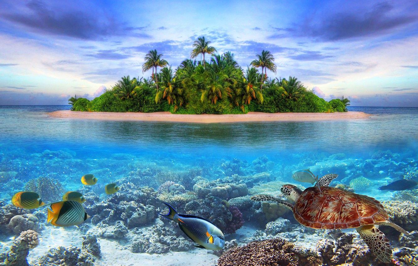 1332x850 Wallpaper sea, fish, landscape, nature, Palma, collage, island, turtle image for desktop, section разное