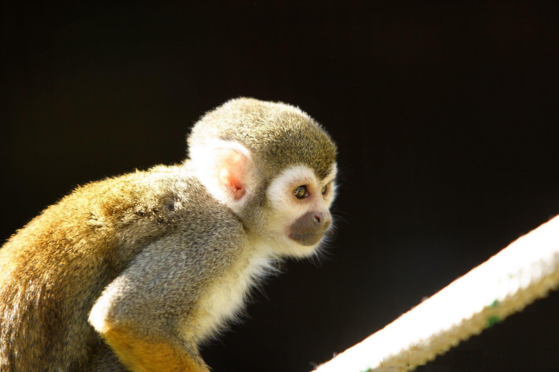 1800x1200 Spider Monkey Desktop Wallpaper, Spider Monkey Image, New Wallpaper 1134 - Spider Monkey Wallpaper