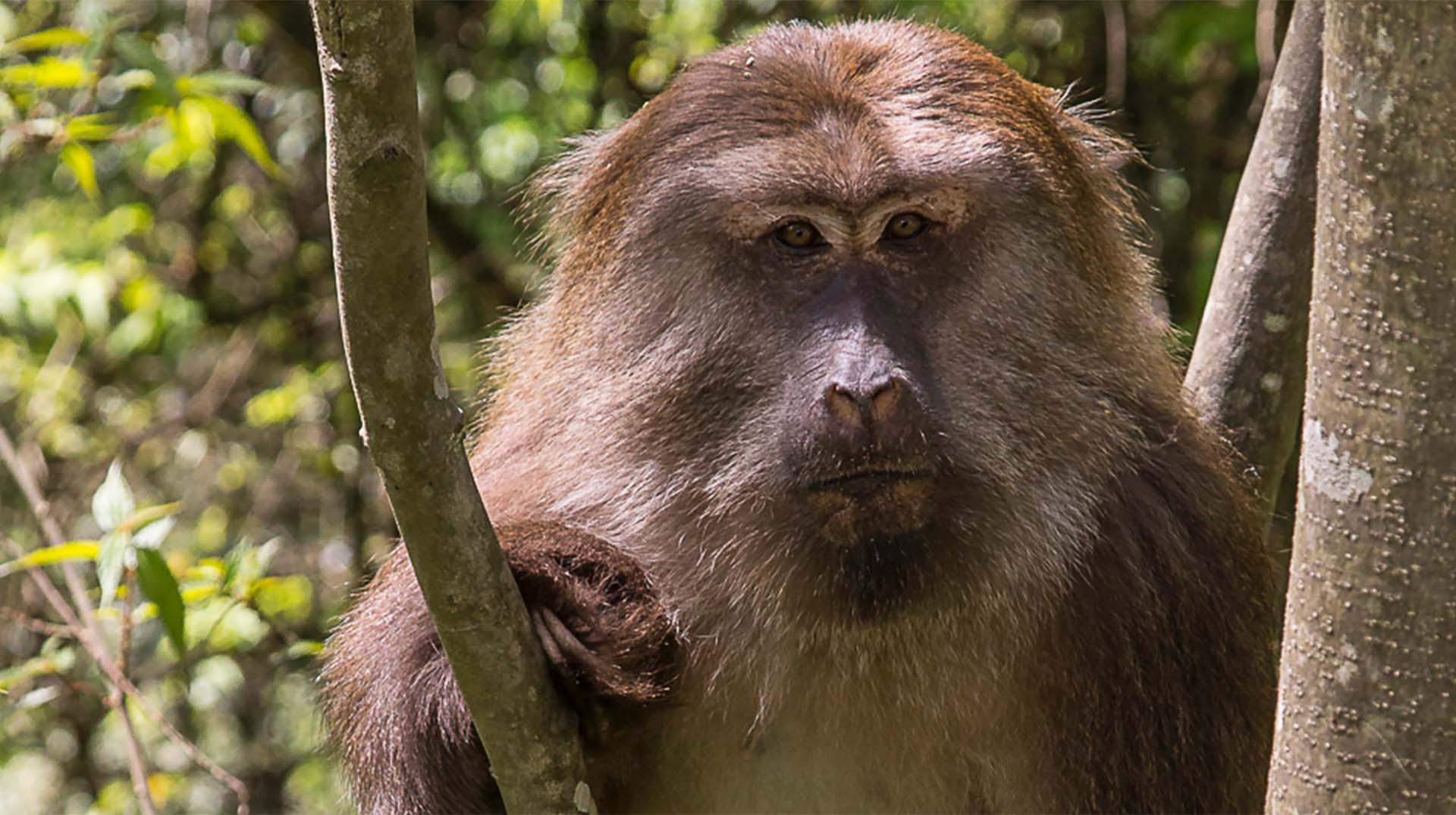 1920x1075 Monkey wallpaper, Animal, HQ Monkey pictureK Wallpaper 2019
