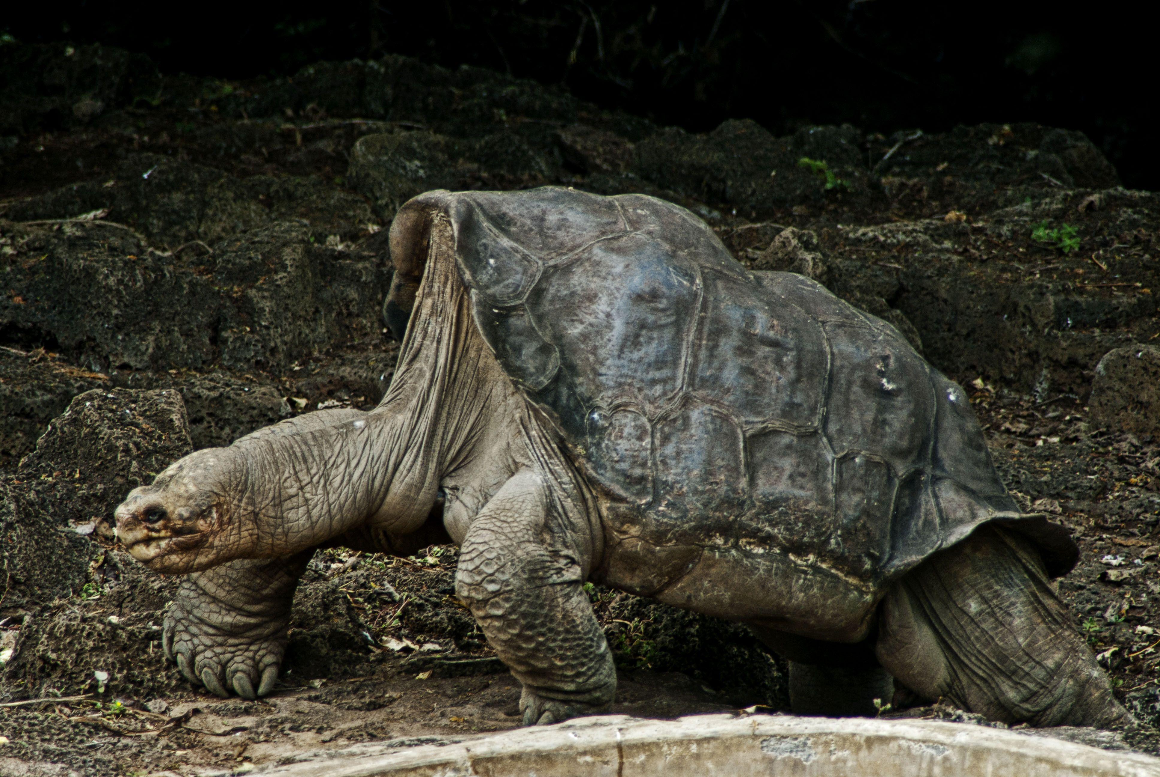 3872x2592 Pinta Island Tortoise k Ultra HD Wallpaper and Background. Turtle, Giant tortoise, Tortoise