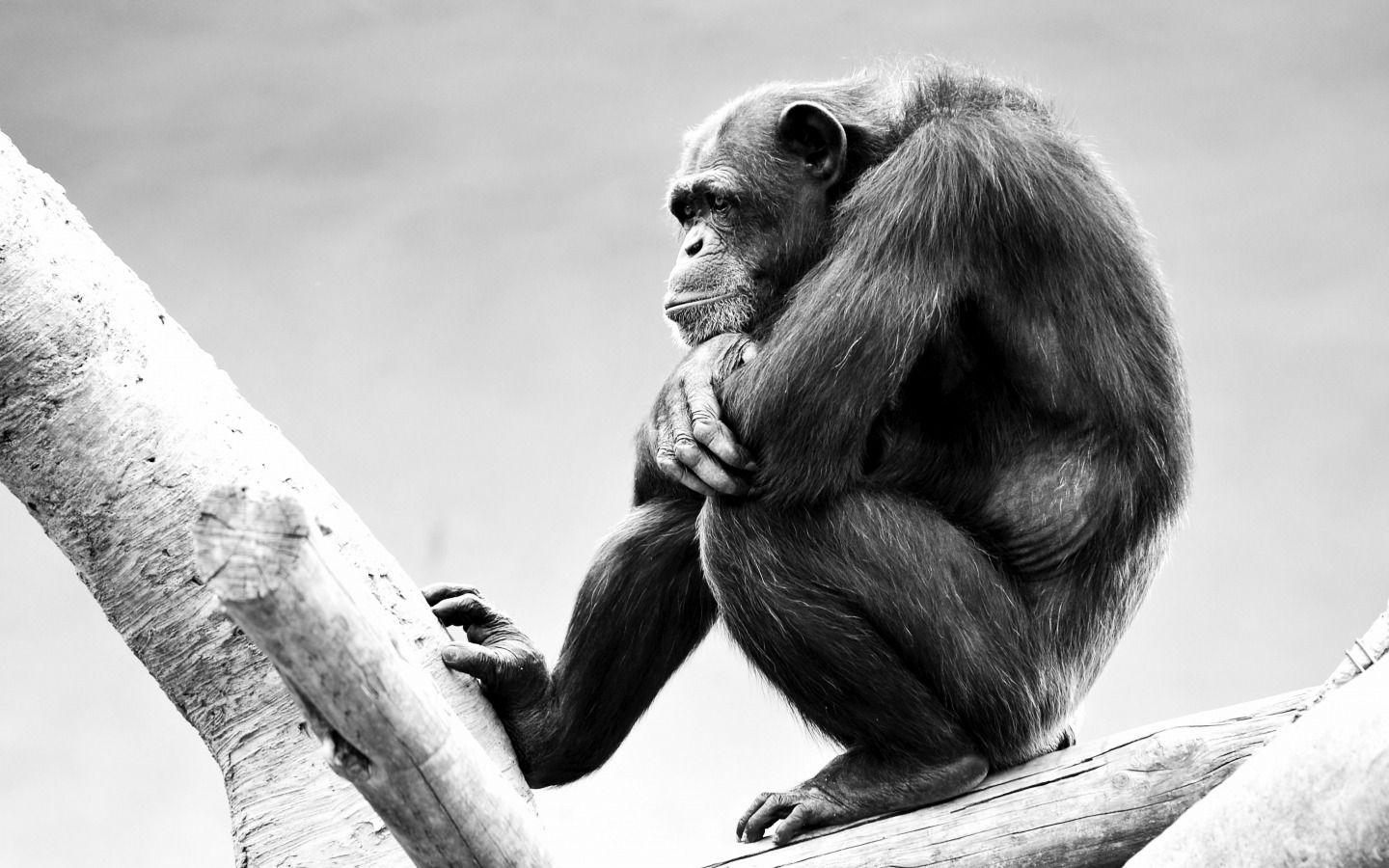 Awesome Monkey Wallpapers Top Free Awesome Monkey Backgrounds