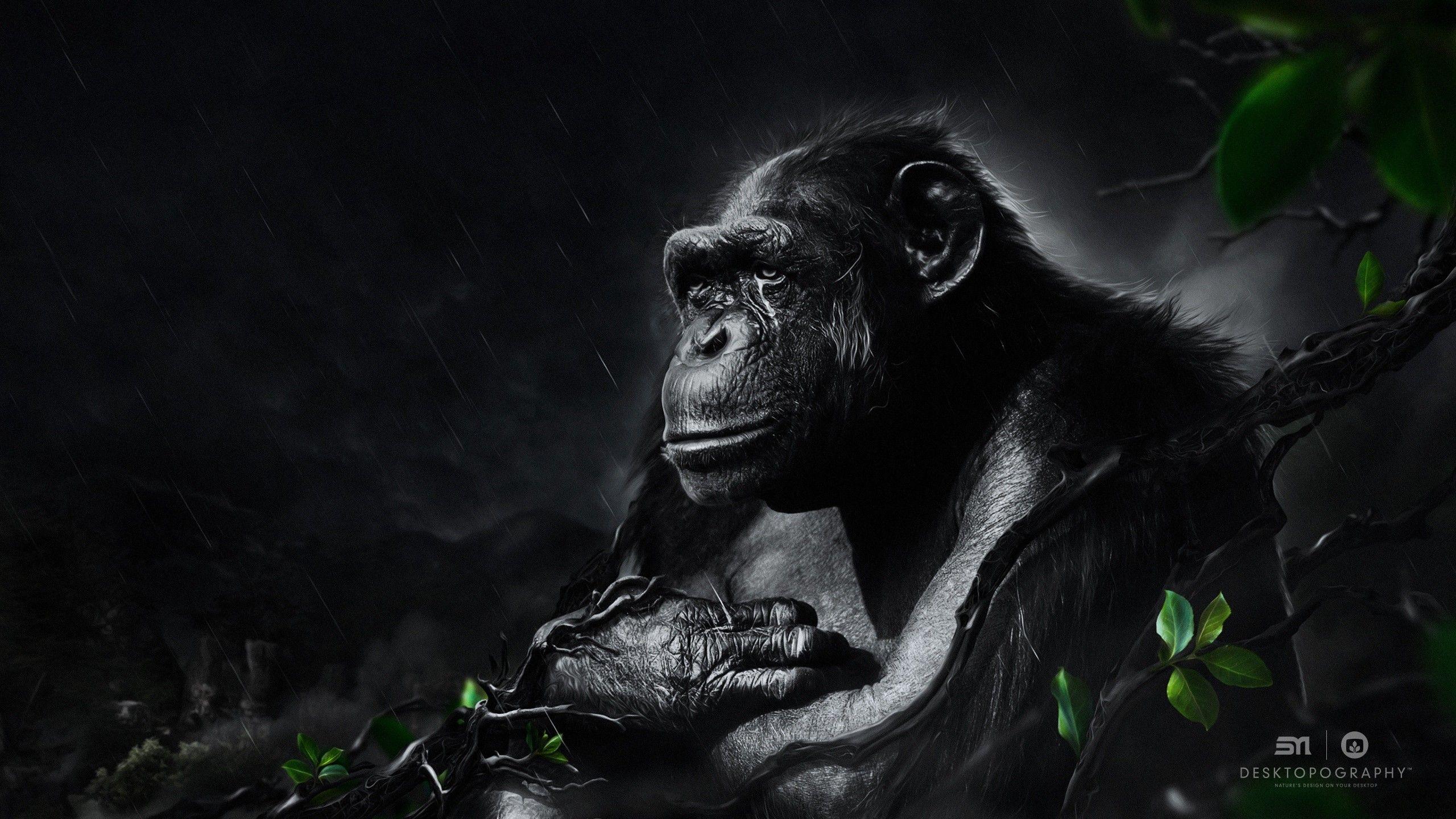 2560x1440 Fantastic Monkeys Picture FHDQ Wallpaper Pack v.59