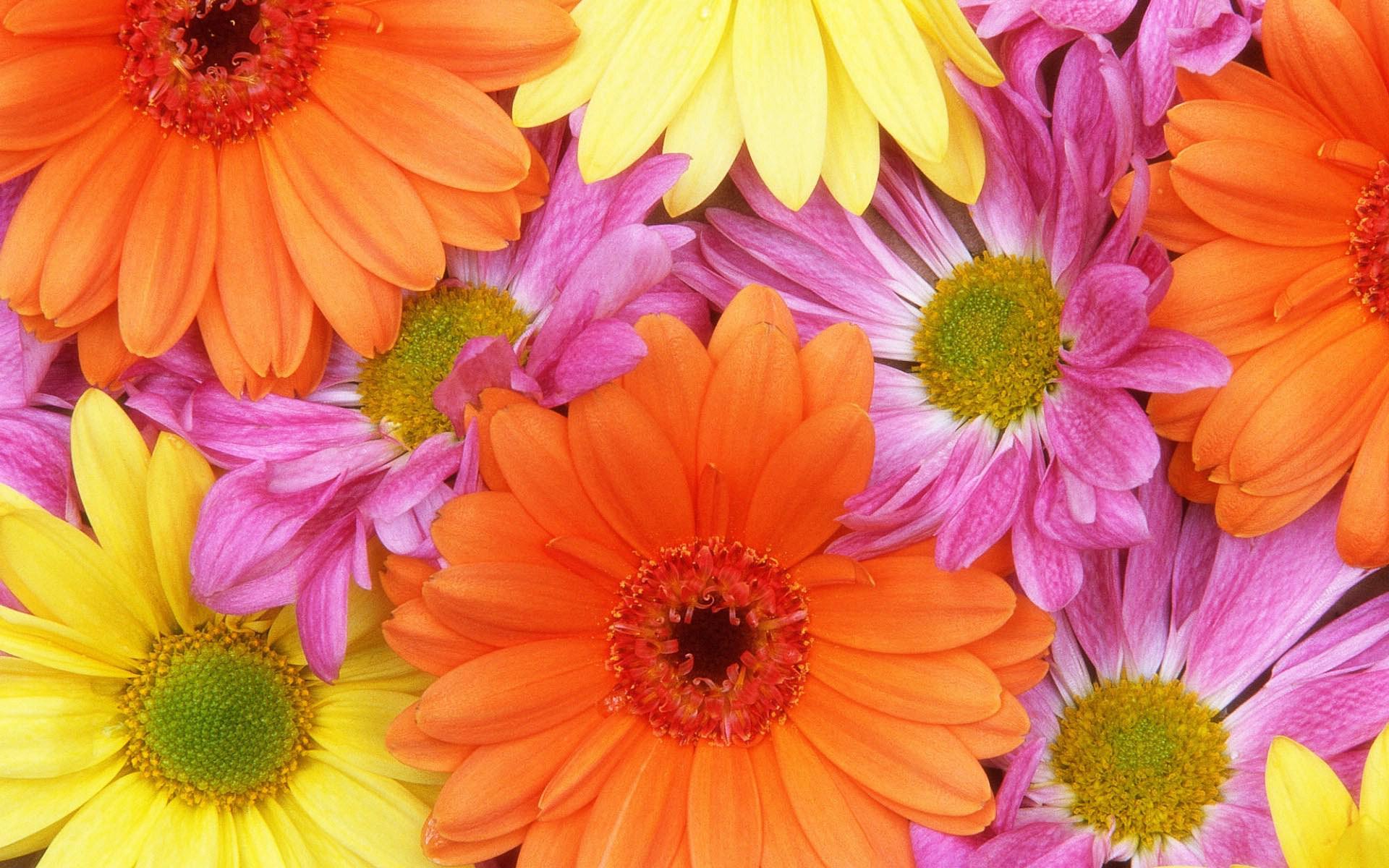 1920x1200 Bright Floral Wallpaper