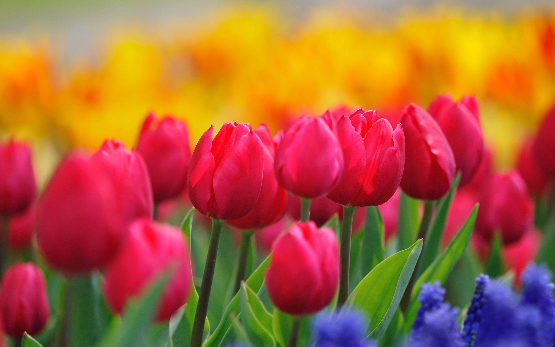 1920x1200 Beautiful Bright Flowers Wallpaper
