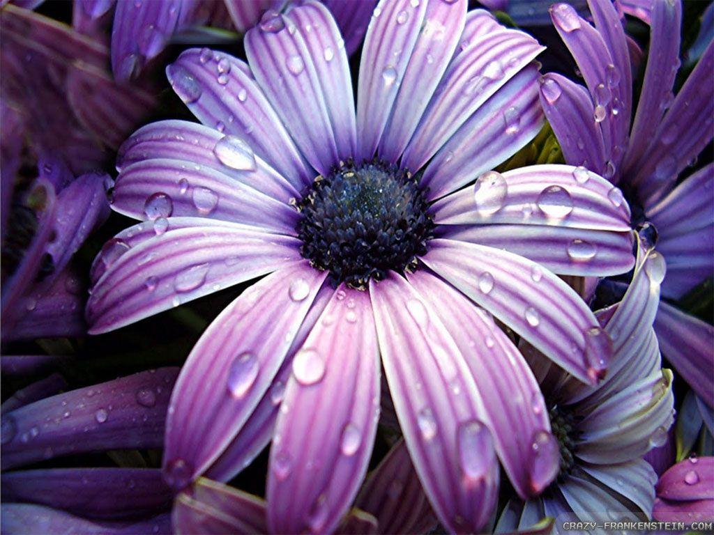 1024x768 Wallpaper Big Beautiful Flowers Wallpaper Wallpaper Large Size HD Wallpaper