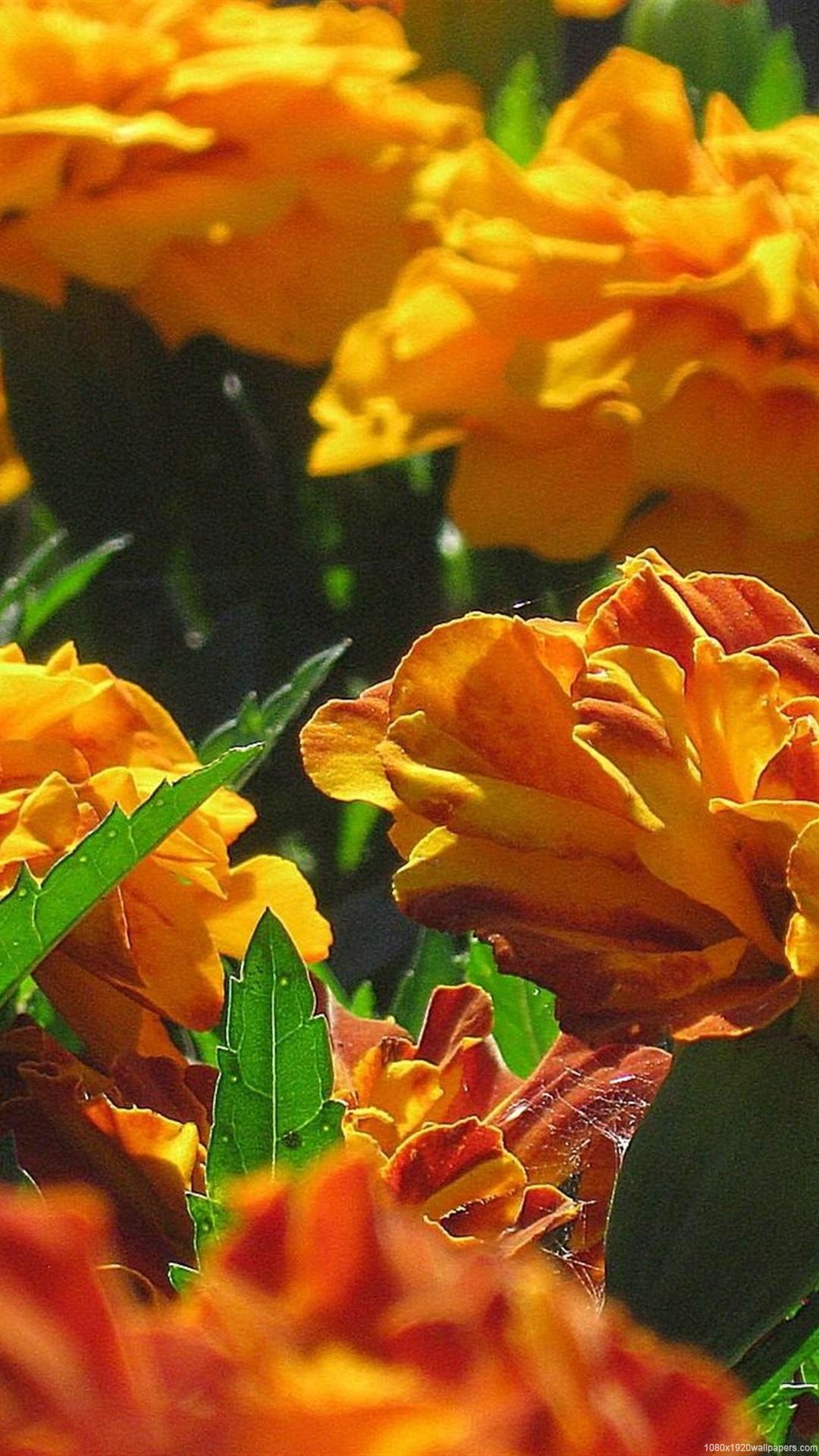 1080x1920 Flowers Bright Wallpaper HD