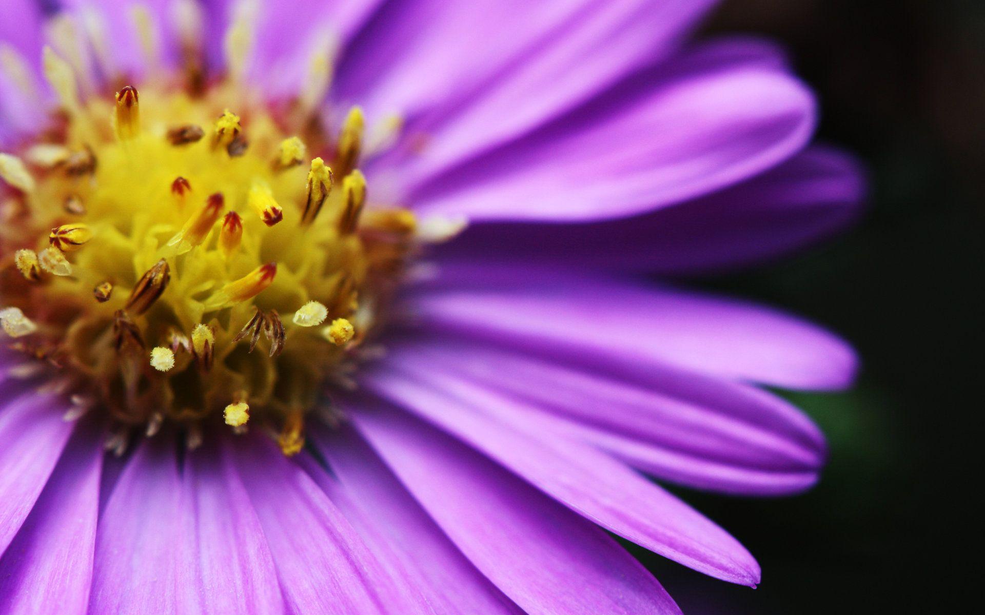 1920x1200 Beautiful Bright Flowers wallpaperx1200