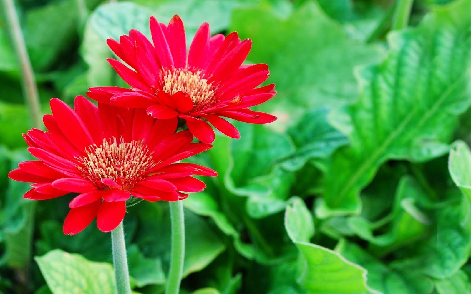 1600x1000 Free download Bright flower wallpaper beautiful desktop wallpaper 2014 [1600x1000] for your Desktop, Mobile & Tablet. Explore Bright Floral Wallpaper. Bold Floral Wallpaper for Home, Bright Wallpaper Patterns, Bright Wallpaper for Walls