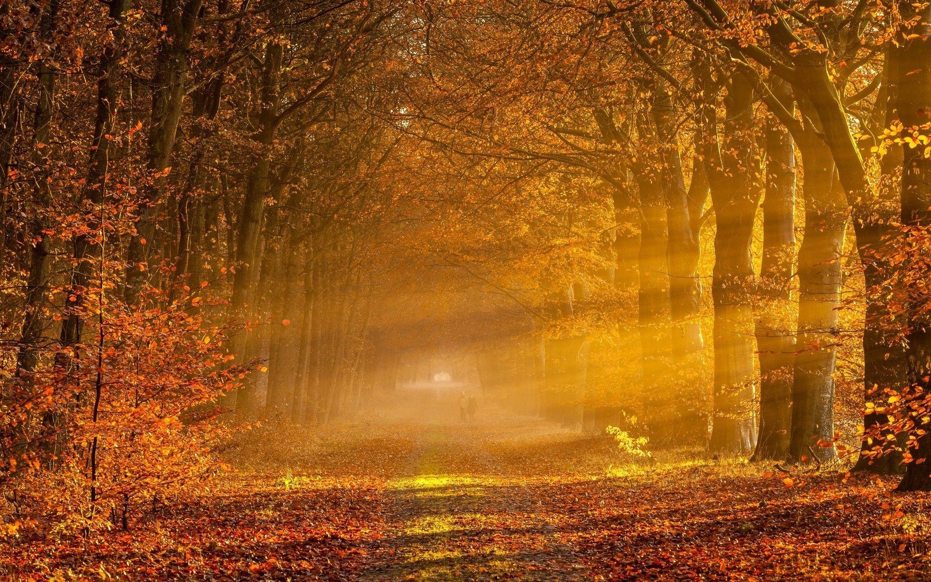 1920x1200 nature, Landscape, Sunrise, Sun Rays, Fall, Gold, Leaves, Trees, Road, Tunnel Wallpaper HD / Desktop and Mobile Background