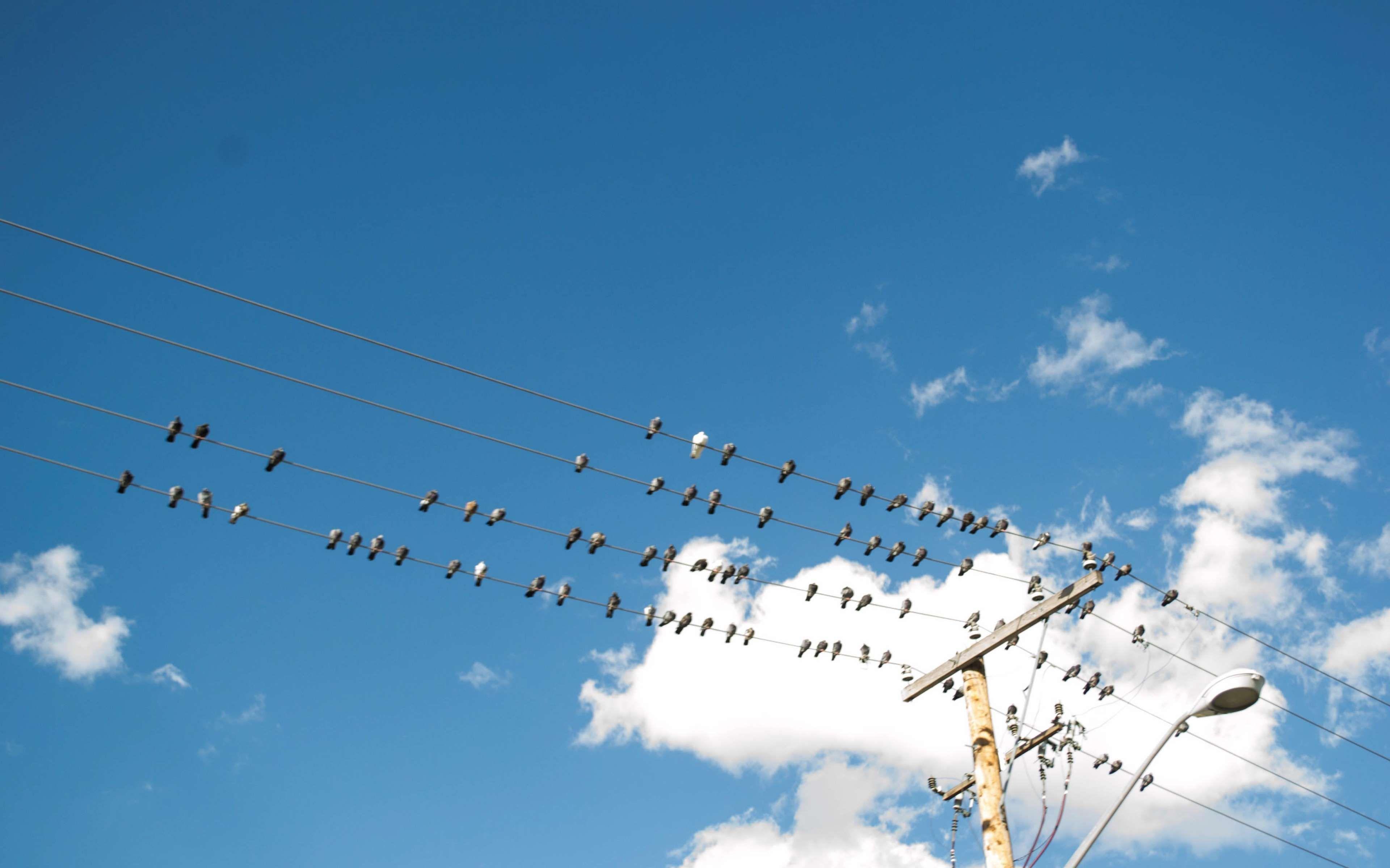3840x2400 abstract #bird #birds on a wire #blue #blue sky #clear #electrical wires #flying #nature #open #outside #sitting #sky #telephone pole. White clouds, Sky, Clouds