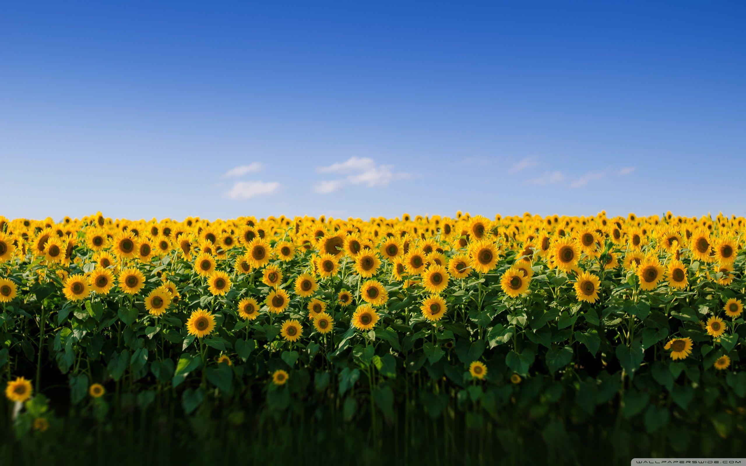 2560x1600 Download Sunflower Field Aesthetic UltraHD Wallpaper