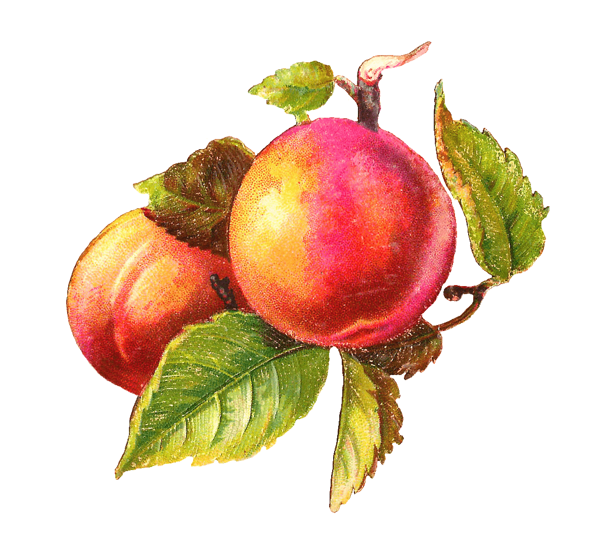 1165x1104 Best Peach Clip Art