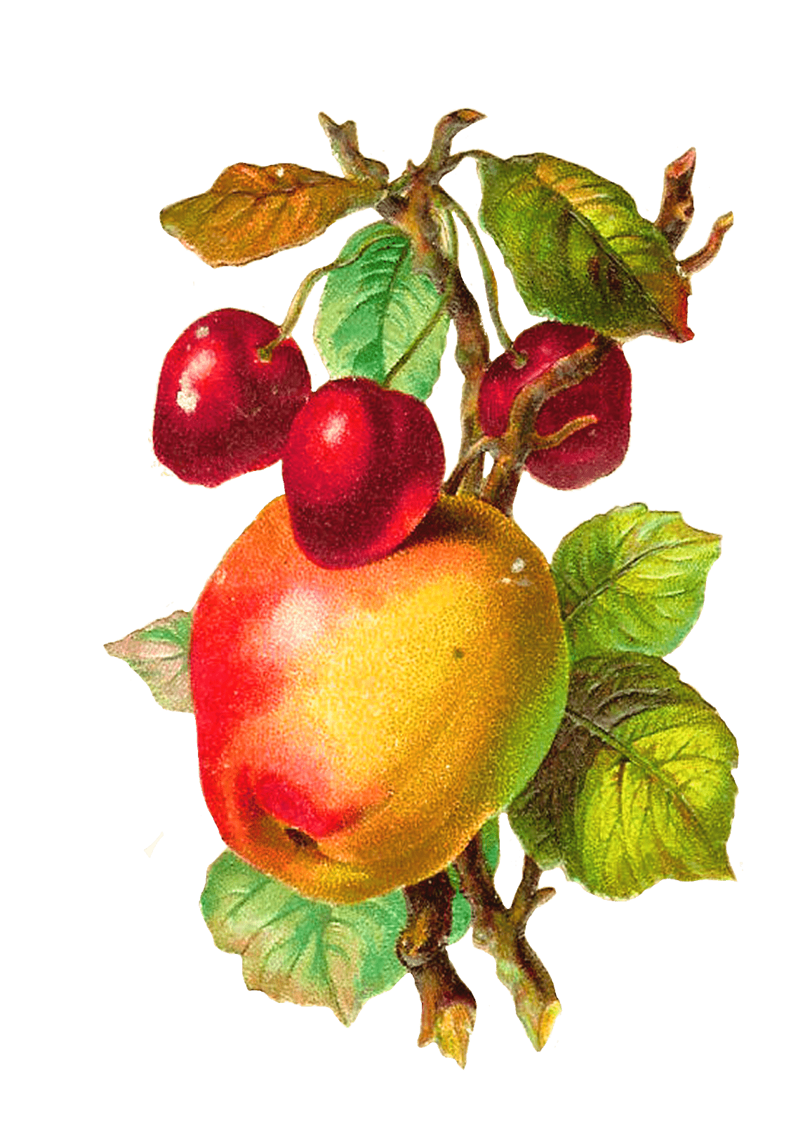 1127x1600 Free Vintage Cherry Clipart, Download Free Clip Art, Free Clip Art on Clipart Library
