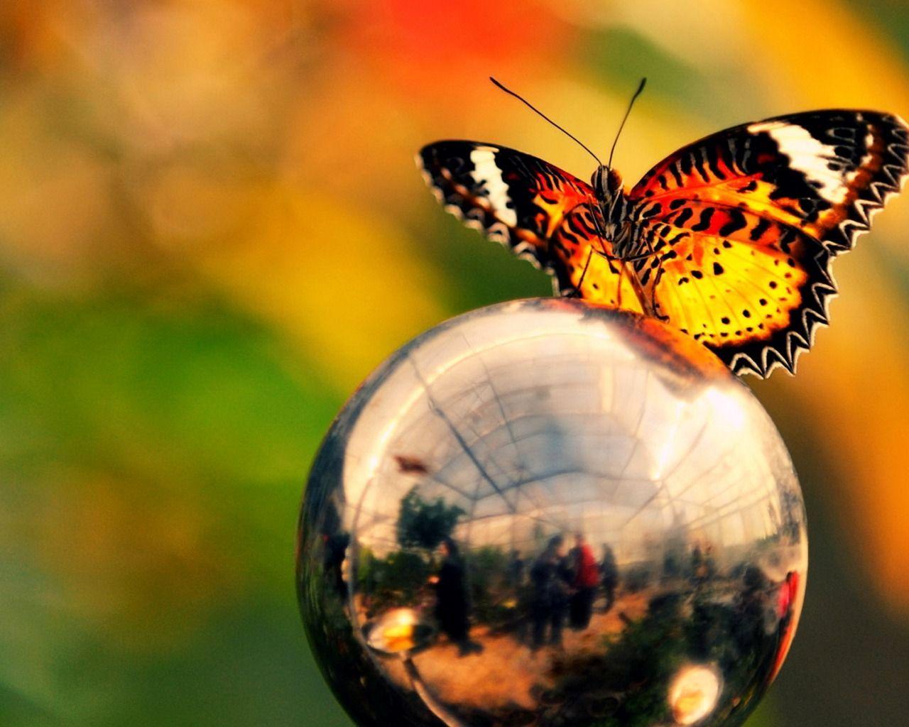 1280x1024 butterfly bubble. Butterfly wallpaper, Globe wallpaper, Wallpaper