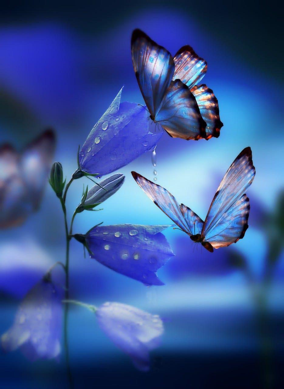 935x1280 Mattress very beautiful by Abbas Zahid. Butterfly wallpaper, Butterfly wallpaper background, Butterfly picture