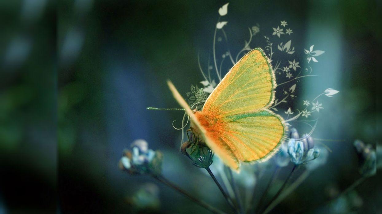 1244x700 Photography Nature Butterfly Wallpaperx1080