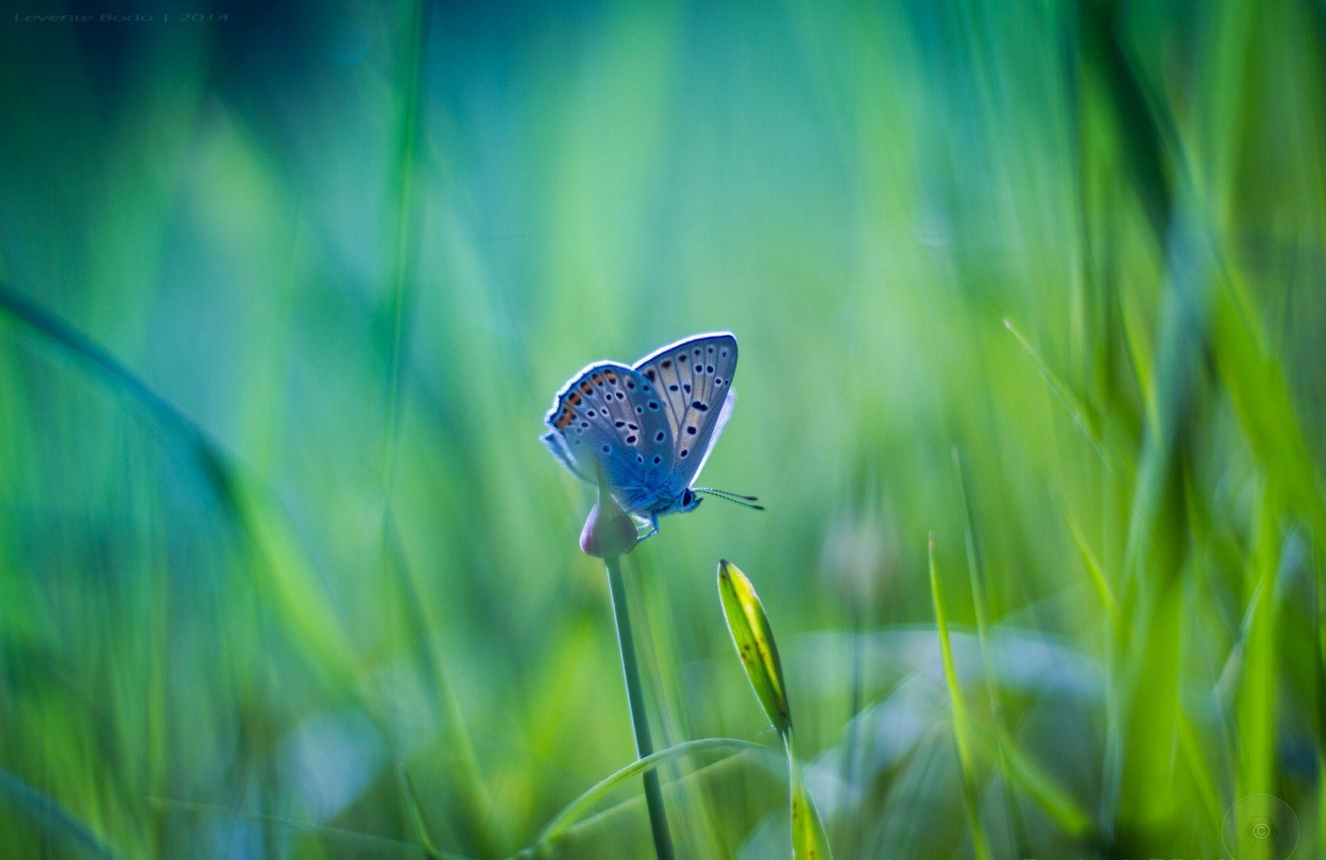 1920x1245 Blue Butterfly Macro Photography Wallpaper. PHOTO SHARİNG SİTE