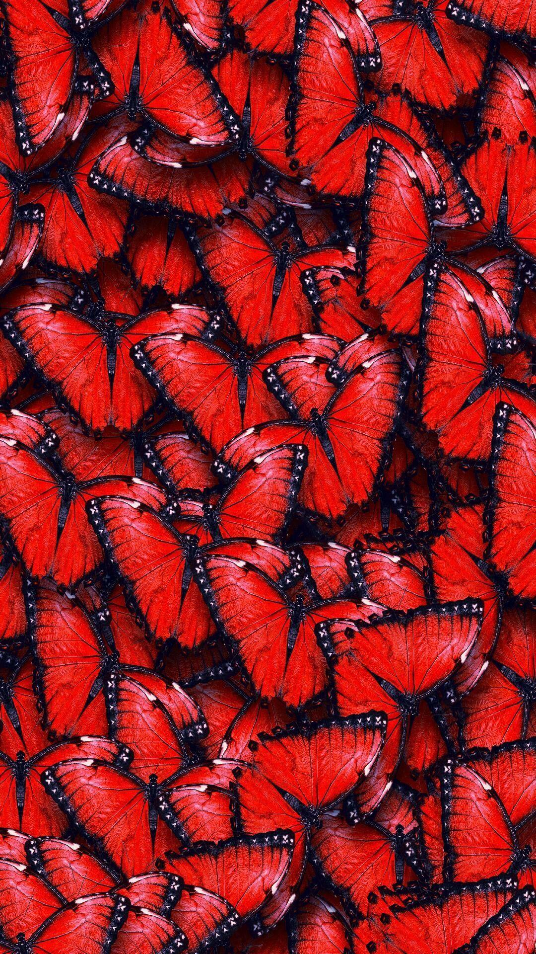 0 Red Butterfly Pictures  Wallpaperscom