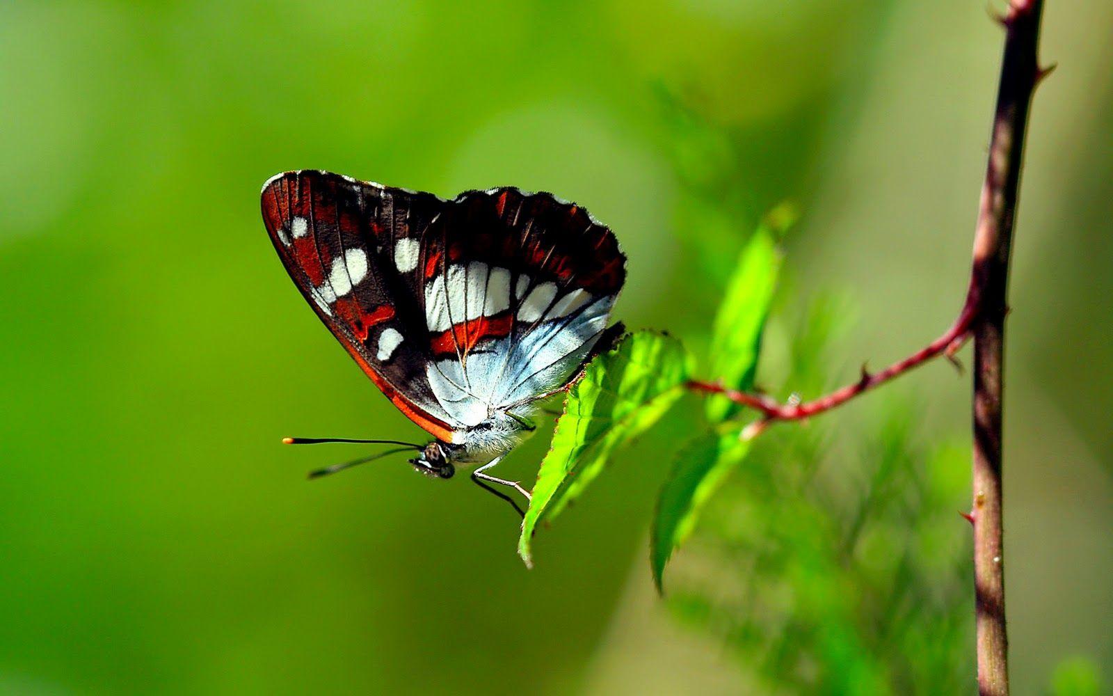 1600x1000 Butterfly Photography Wallpaper