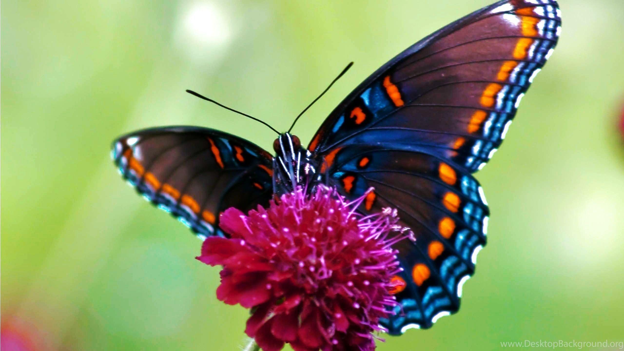 2560x1440 Gallery For Butterfly Photography Wallpaper Desktop Background