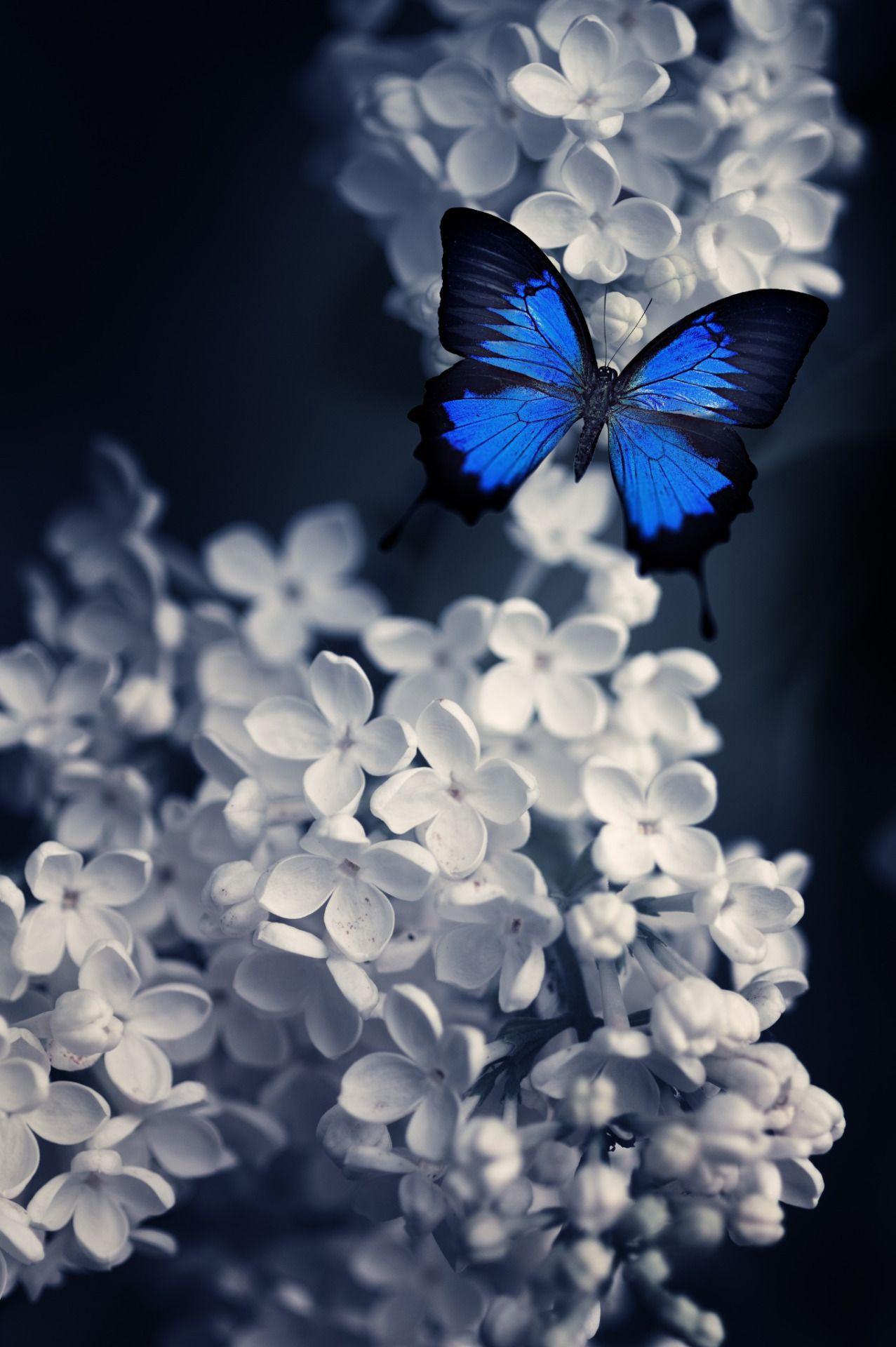 1277x1920 Raindrops and Roses. Most beautiful butterfly, Blue butterfly wallpaper, Blue butterfly