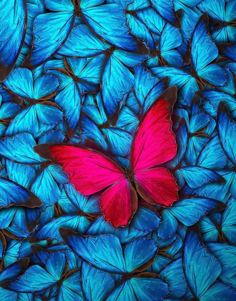 Cute Red Butterfly Wallpapers Top Free Cute Red Butterfly Backgrounds Wallpaperaccess Cute Red Butterfly Wallpapers Top Free Cute Red Butterfly Backgrounds Wallpaperaccess