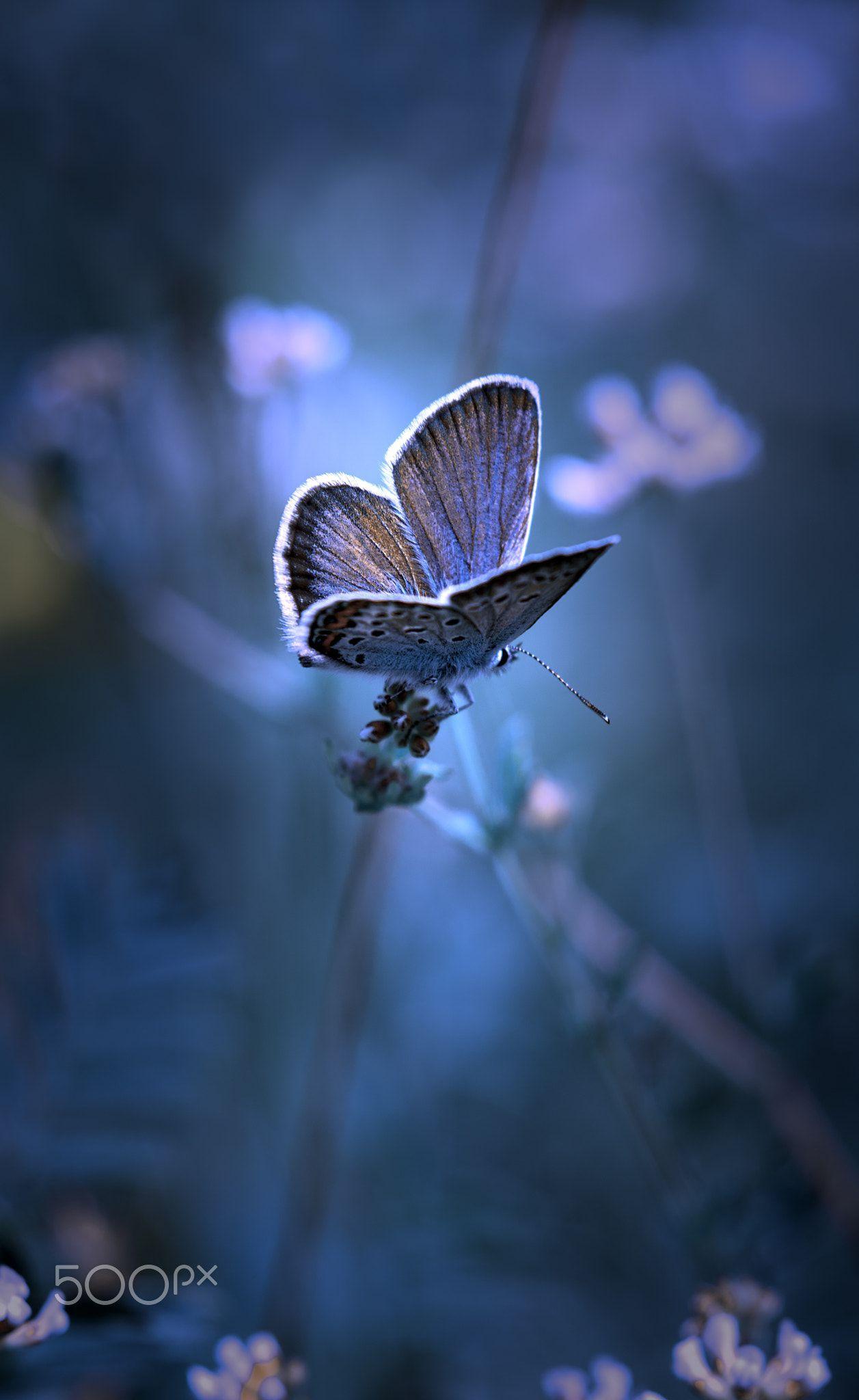 1257x2048 Butterfly Impression. Beautiful nature picture, Beautiful photo of nature, Beautiful image nature