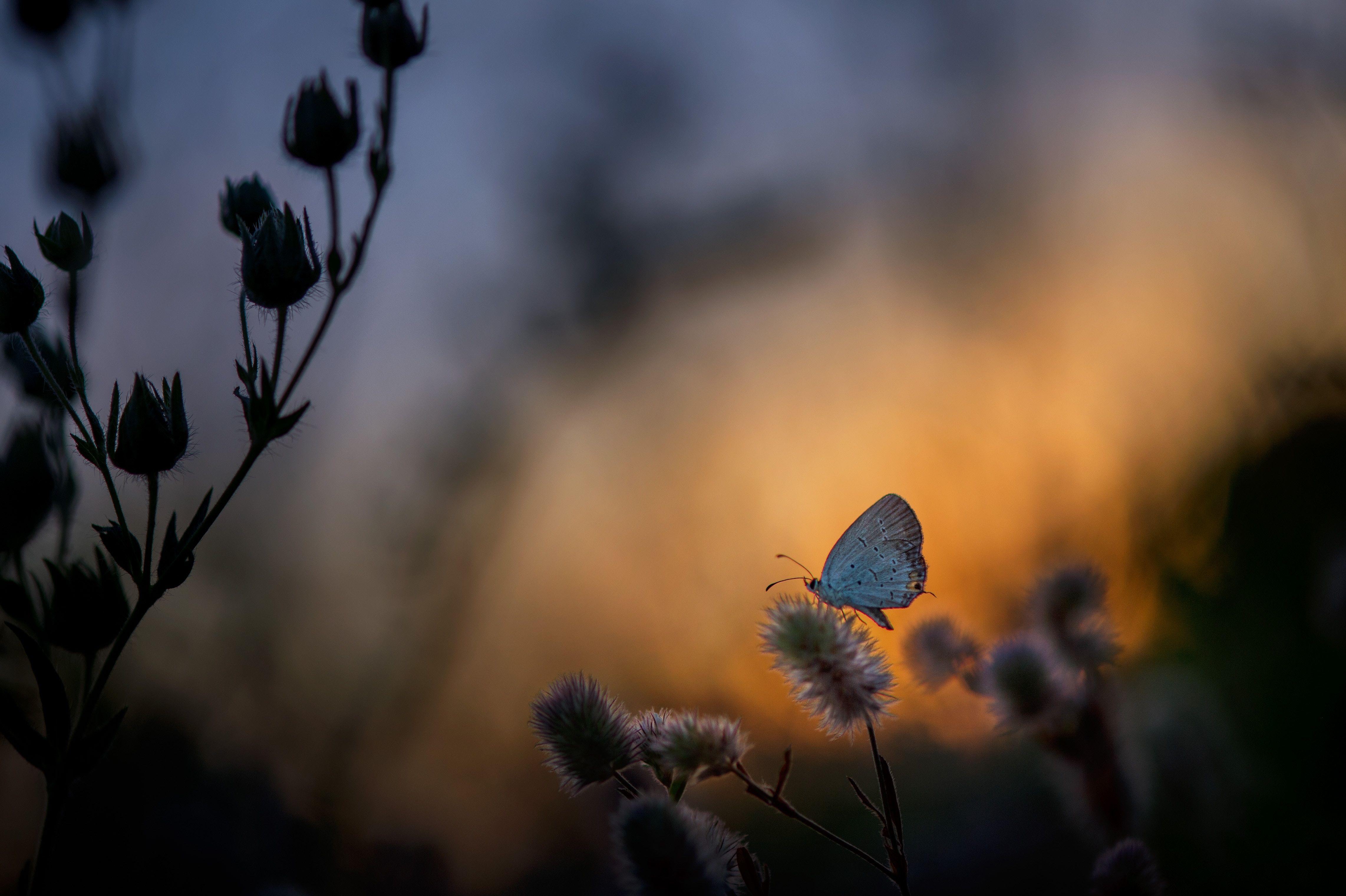 4568x3040 #butterfly, #photography, #hd, k, k. Mocah.org HD Desktop Wallpaper