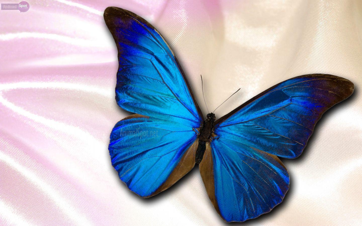 1440x900 Free download Blue Butterfly Wallpaper HD [1920x1200] for your Desktop, Mobile & Tablet. Explore Wallpaper Butterfly Pink Background White. Wallpaper Butterfly Pink Background White, Pink Butterfly Background, Pink Butterfly Wallpaper