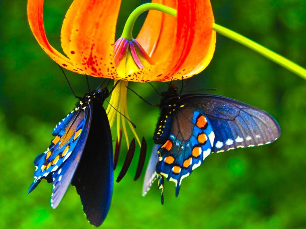 1024x768 Butterfly Photo