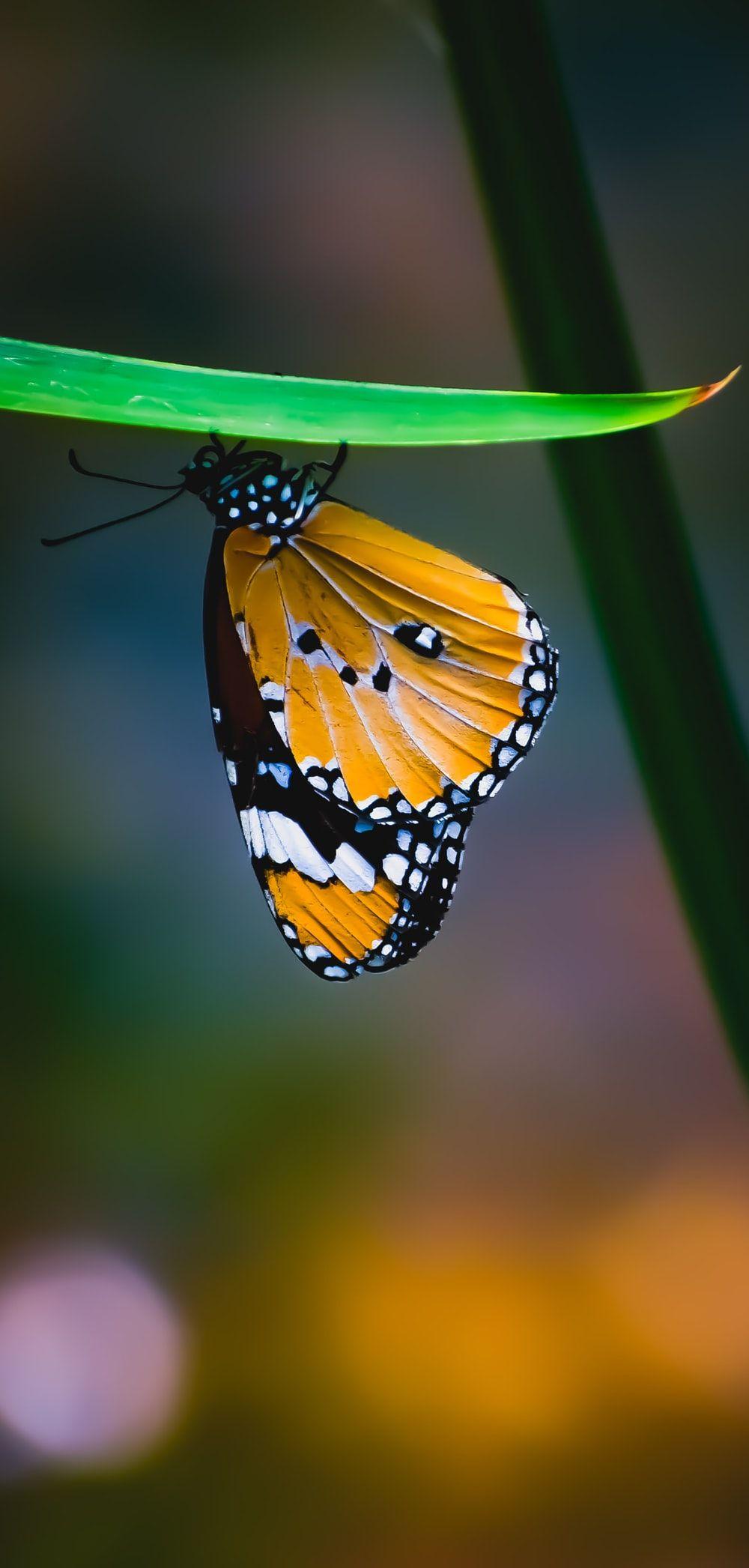 1000x2093 Butterfly Picture [HQ]. Download Free Image