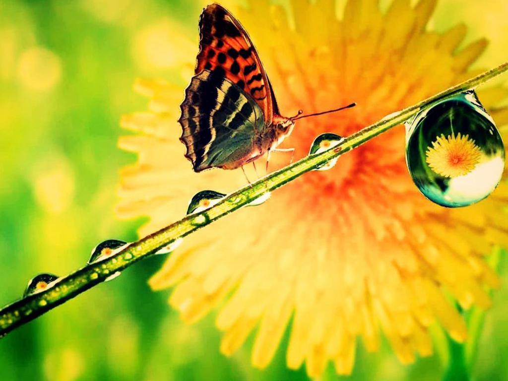 1024x768 Macro Photography Wallpaper Blog: Free Wallpaper of Butterfly and Water Drops in Macro Photography. HD