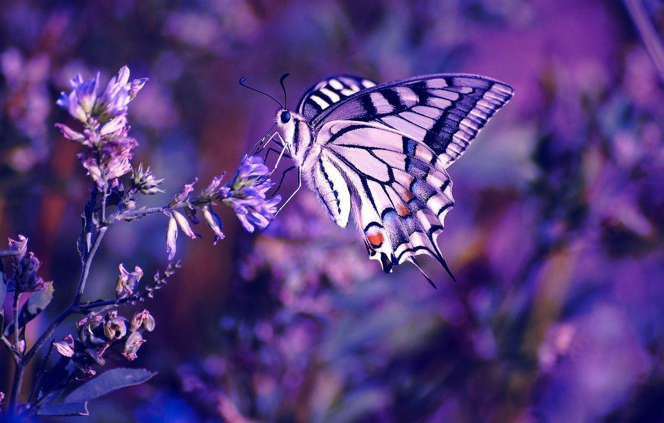 1332x850 Wallpaper flower, photography, nature, macro, insect, Butterfly, purple flower image for desktop, section макро