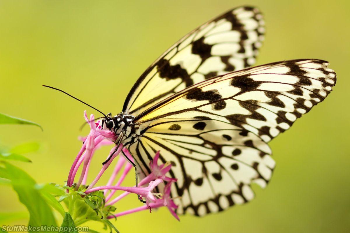 1200x800 Astounding Butterfly Photography, Butterfly Picture and Wallpaper