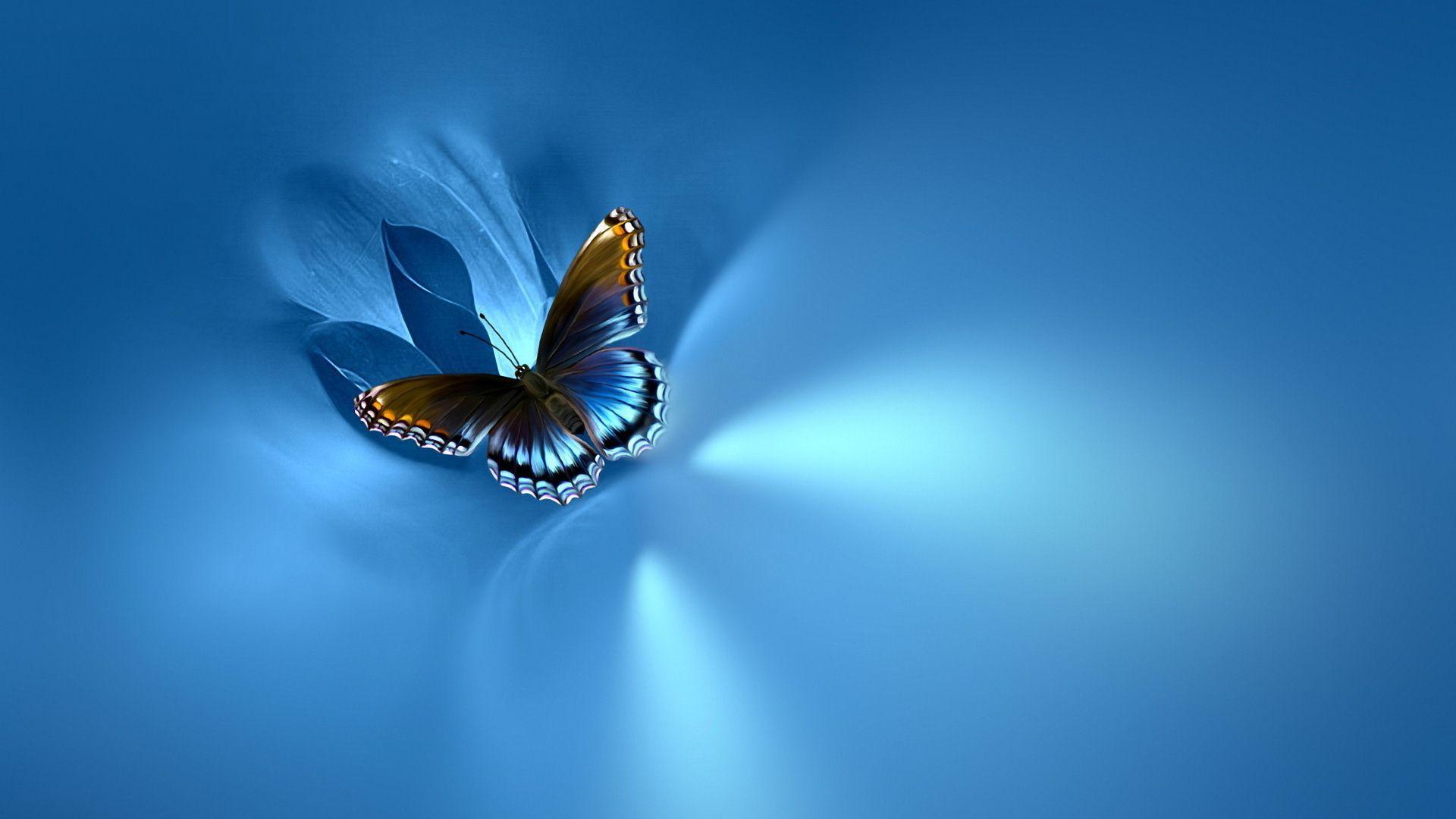 Butterfly PC Wallpapers Top Free Butterfly PC Backgrounds