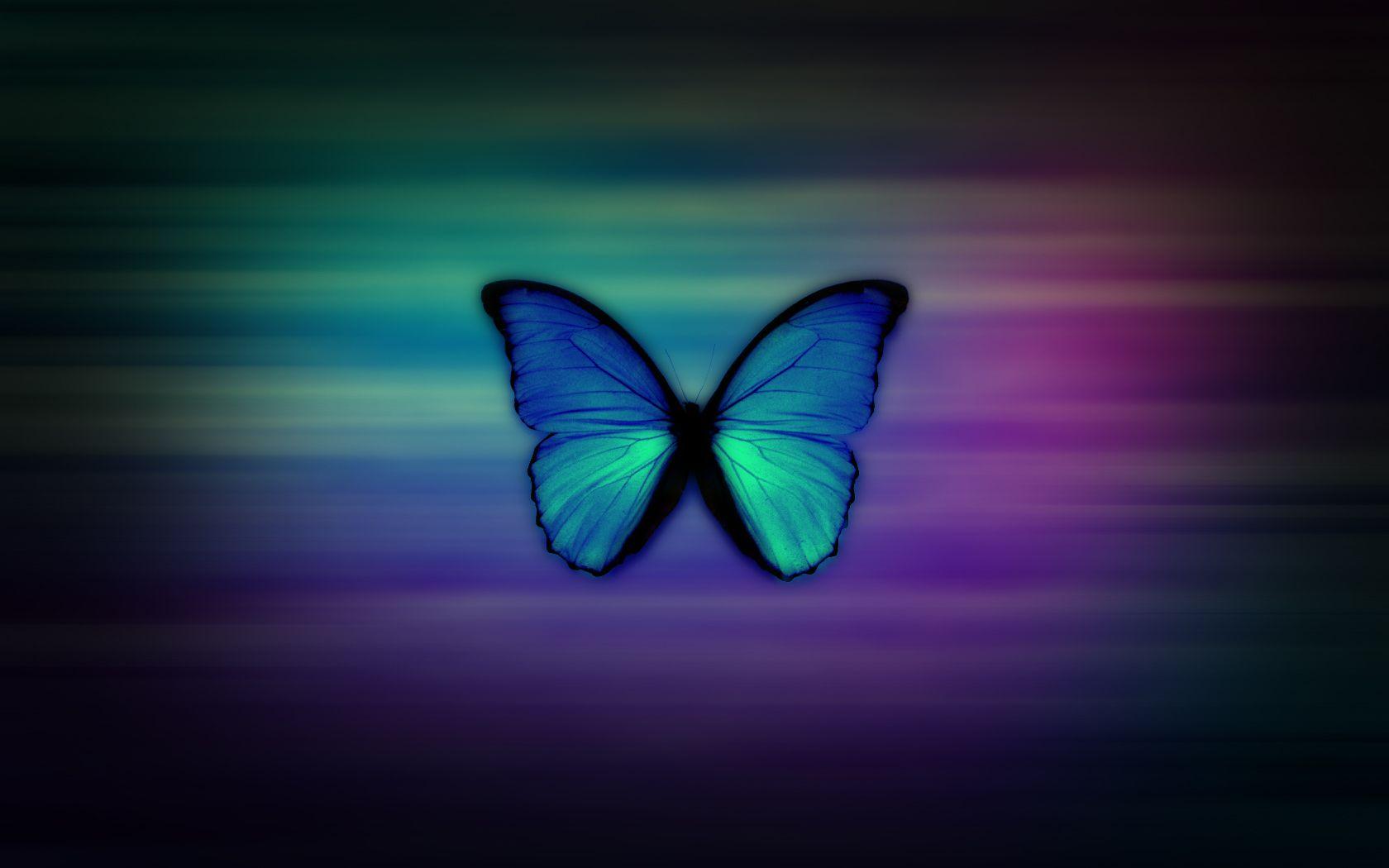 1680x1050 Blue morpho butterfly HD wallpaper