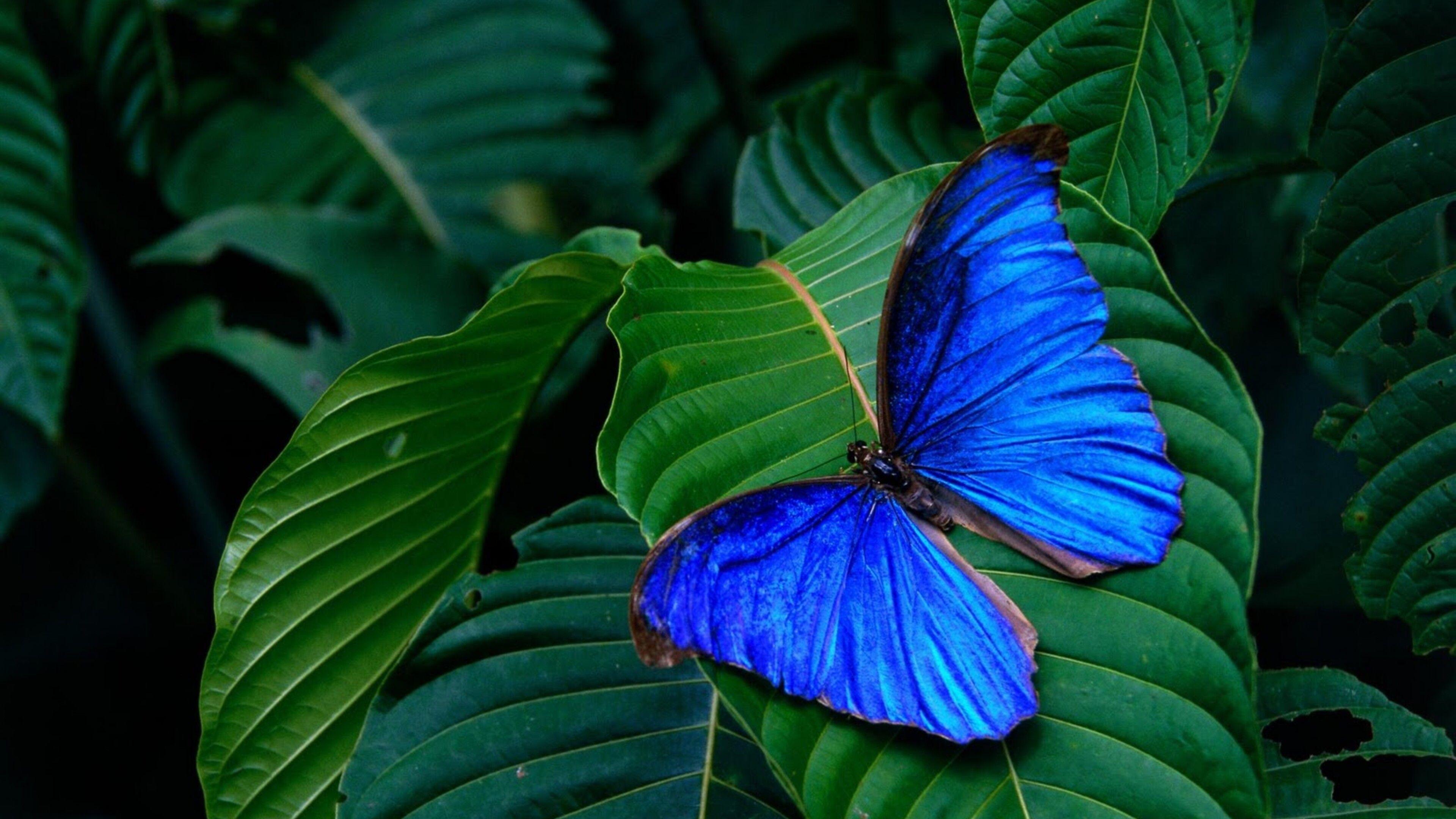 3840x2160 Wonderful blue butterfly on a green leaf